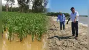 Piura: 500 hectáreas de cultivo amenazados por mal funcionamiento de geobolsas en río