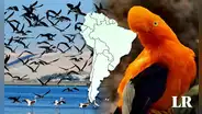 El país de Sudamérica que superó a Colombia con la mayor diversidad de aves del mundo
