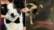 Messi, el perro de 'Anatomía de una caída', sorprendió al orinar en la estrella del Paseo de la Fama de Matt Damon