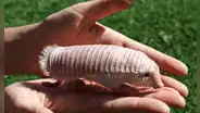 El extraño armadillo hada rosada, el animal de Sudamérica único en el mundo que mide menos de 15 cm