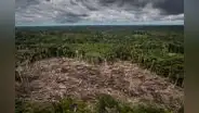 Ley Forestal: en Comisión de Pueblos sustentan tres proyectos de ley para derogar la nueva norma