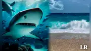 Florida, la capital con más ataques de tiburones en el 2023: ¿por qué fue la más afectada?
