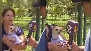 Chihuahua mordió a reportero de Latina en vivo y en redes bromean: "Chiquito pero peligroso"