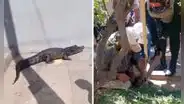 Aparición de lagarto negro en pleno centro de Pucallpa causa zozobra entre los ciudadanos