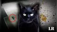 Ciudad de Japón en alerta por gato que cayó en una tina de productos tóxicos: "No se acerquen al felino"