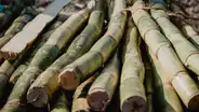 Producción de caña para la industria azucarera en el Perú superó las 10 millones TM en 2023