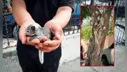 Parque de las Aguas en Piura: vecinos rescatan crías de ardillas que cayeron de los árboles tras inicio de obra