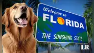 ¿Cuáles son las mejores playas para llevar a tu perro de vacaciones en Miami?