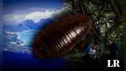 La gran "cucaracha de roca" que se creía extinta reaparece tras 90 años en una isla de Australia
