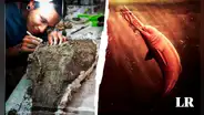 Descubren los fósiles del delfín de río más grande de la Tierra en la Amazonía peruana