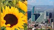 ¿Por qué el 21 de marzo se regalan flores amarillas en México y otros países? Origen de esta tendencia