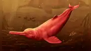 ¿Cómo era el Pebanista yacuruna, el delfín de río más grande del mundo hallado en Perú?