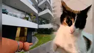 Surco: denuncian a excandidata a la alcaldía de lanzar 6 gatitos desde edificio de Monterrico