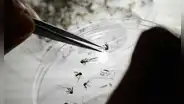Semana Santa y dengue en Puerto Rico: lo que debes saber para protegerte