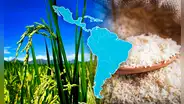Descubre el país de América Latina que consume más arroz: no es Perú ni Argentina