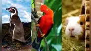 Perú es la quinta nación más biodiversa del mundo: ¿qué países de Sudamérica lo superan?
