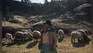 Ley de Alberto Fujimori permite explotación de comunidad campesina que recolecta lana de vicuña en Ayacucho