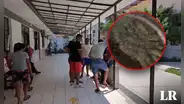 Piura: adulta mayor muere e hijo queda grave tras picadura de enjambre de abejas