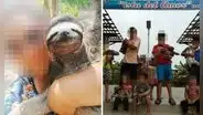 Denuncian maltrato a fauna silvestre en Ucayali: osos perezosos son usados para selfies turísticas