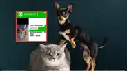 ¿Mascotas sin registro en CDMX? Todo sobre las nuevas multas y el RUAC para gatos y perros