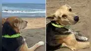 La conmovedora historia real de Vaguito, el perro que espera a su dueño frente al mar de Punta Negra