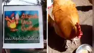 Emprendedor revela la sorpréndete suma que gana por alquilar gallinas y le dicen: “Es el gurú del corral”