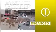 Video viral no expone enfrentamiento de monos en Tailandia en 2024