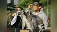 ¿Cómo afectará el Eclipse Solar 2024 al comportamiento de animales, abejas y plantas?
