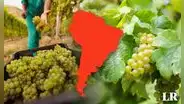 Un país de Sudamérica es el mayor exportador de uvas en el mundo: supera a Chile