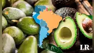 Descubre el país de Sudamérica que exporta más palta y está en el top 3 del mundo: no es Chile ni Colombia