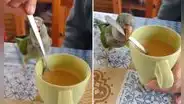 Lorito enternece las redes con curiosa habilidad para endulzar café: “Me electrocutaste, Pedrito”