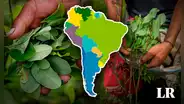 Producción de hoja de coca en el mundo es liderada por 3 países de Sudamérica