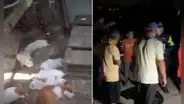 Ate: vecinos piden ayuda para atrapar a desconocido animal que ataca a sus mascotas