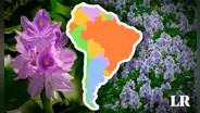 Sudamérica, el lugar de origen de la planta invasora más dominante del mundo: es de las 100 más peligrosas