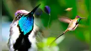 Conoce el país de Sudamérica con el colibrí más hermoso: sus plumas cambian de color con la luz del sol