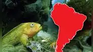 El pez más temido de SUDAMÉRICA está en Perú, según la IA: es peligroso y muy agresivo