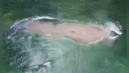 La 'Australia peruana': ¿cómo llegar a este paraíso escondido en medio del mar, desde Lima?