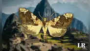 Descubren una nueva especie de mariposa en Machu Picchu: ahora son 365 en la maravilla del Perú