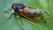 Científicos anuncian invasión de miles de millones de cigarras en Estados Unidos luego de 200 años