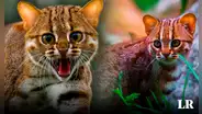 Descubre al gato salvaje más pequeño del mundo: puede cazar presas de hasta 3 veces su tamaño