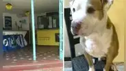 Perro murió asfixiado en bodega de bus: familia pagó S/500 para que viajara en miniván hacia Piura