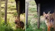 Run Run cumple 2 años de ser rescatado: así luce el zorrito en un zoológico de Cajamarca