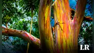 El ÚNICO eucalipto 'arcoíris' del mundo florece en la selva: su tronco luce como un lápiz de color