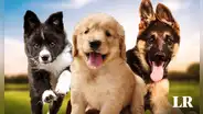 Esta es la raza de perro más inteligente del mundo en 2024, según un nuevo estudio