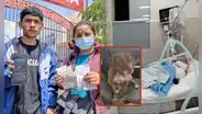 Trujillo: padre de familia queda en coma luego de ser atacado por perros pitbull