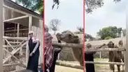 Parque de las Leyendas: hombre se viste de árabe y cruza vallas de seguridad para molestar a camellos