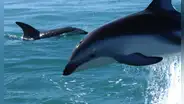 Delfín oscuro: la especie que puede verse desde Lima y está en peligro por la pesca artesanal en el Perú