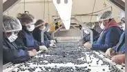 Gobierno volverá a darle privilegios tributarios a las agroexportadoras