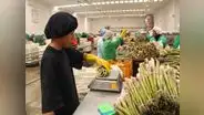 Las agroexportaciones peruanas crecerían 3,2% este 2024, según Adex
