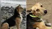 'Vaguito': ¿qué pasó con el 'Hachiko peruano' en la vida real y con quién está ahora?
